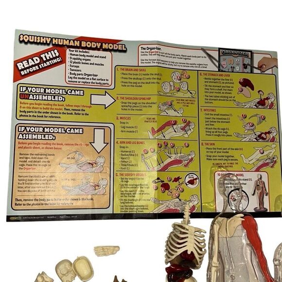 SmartLab Multicolor 29Pcs Educational Squishy Human Body Anatomy Model Kit 12" - Picture 8 of 9